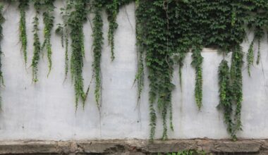 Groene klimplanten tegen een tuinwand