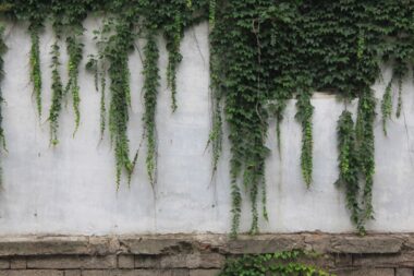 Groene klimplanten tegen een tuinwand