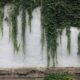 Groene klimplanten tegen een tuinwand