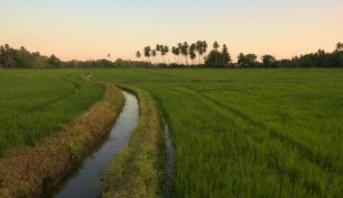 Groene rijstplanten in een ondiep waterveld
