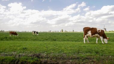 Koe in een groene wei