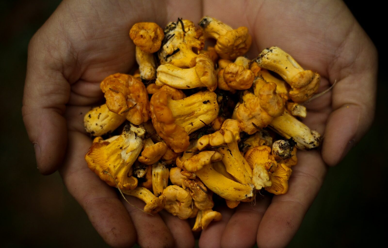 Geroosterde gele bloemkoolroosjes met verse kruiden en granaatappelpitjes