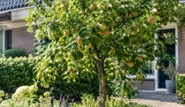 Appelboom met rijpe appels in een voortuin