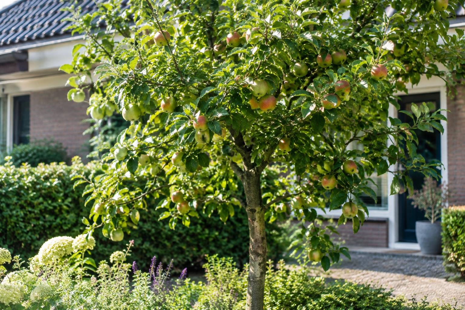 Appelboom met rijpe appels in een voortuin